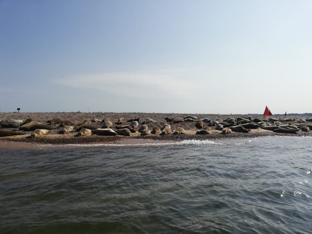 Seals at Blakeney point