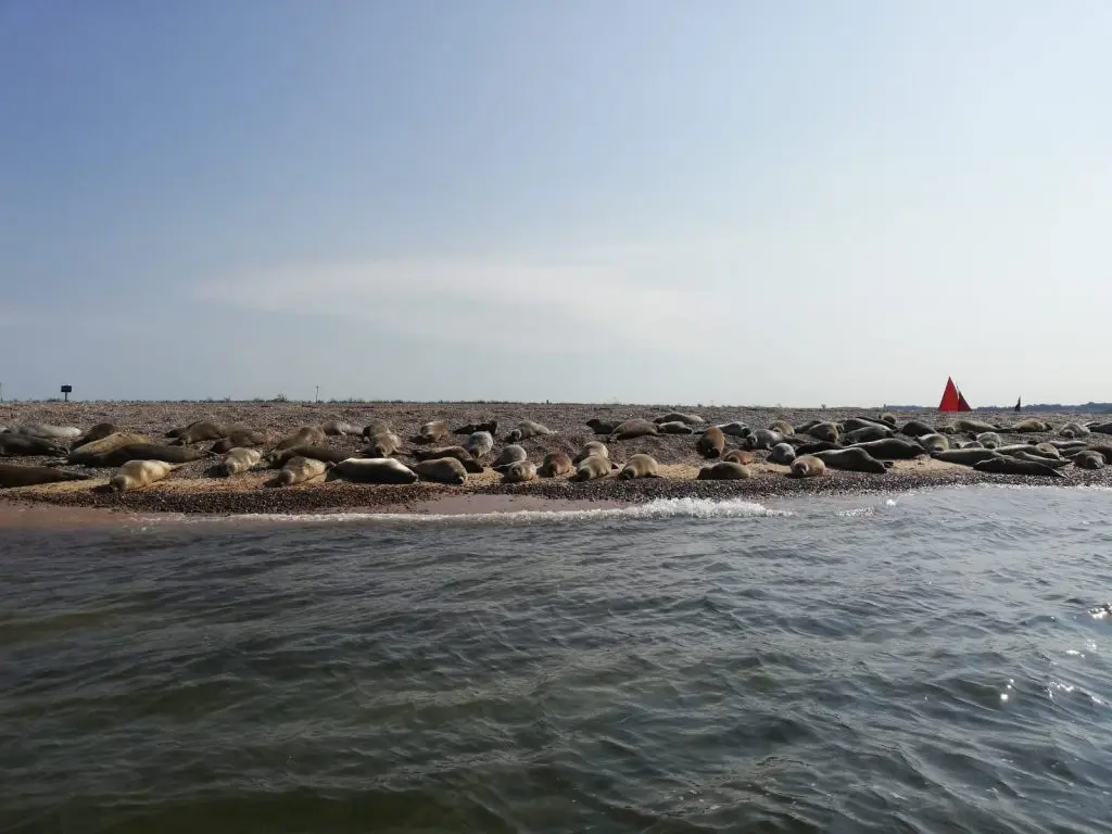Seals at Blakeney point