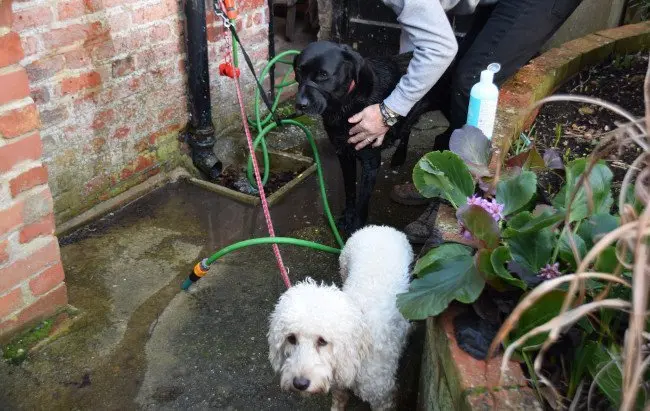 Dog Spa at Coastguard Cottage