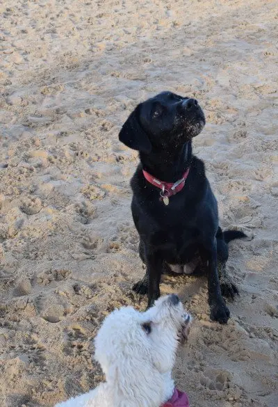 Dogs in Norfolk